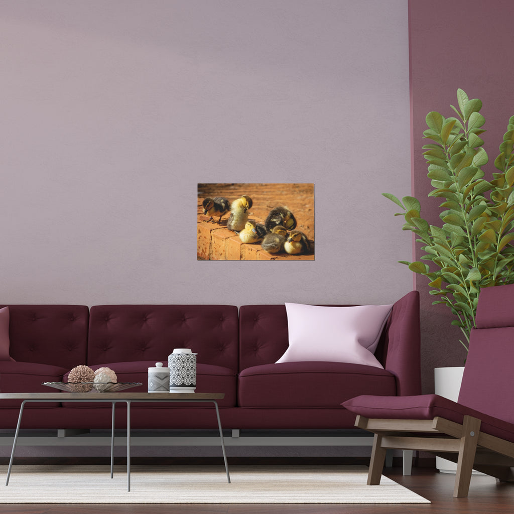 Duckling Photo Silk Poster