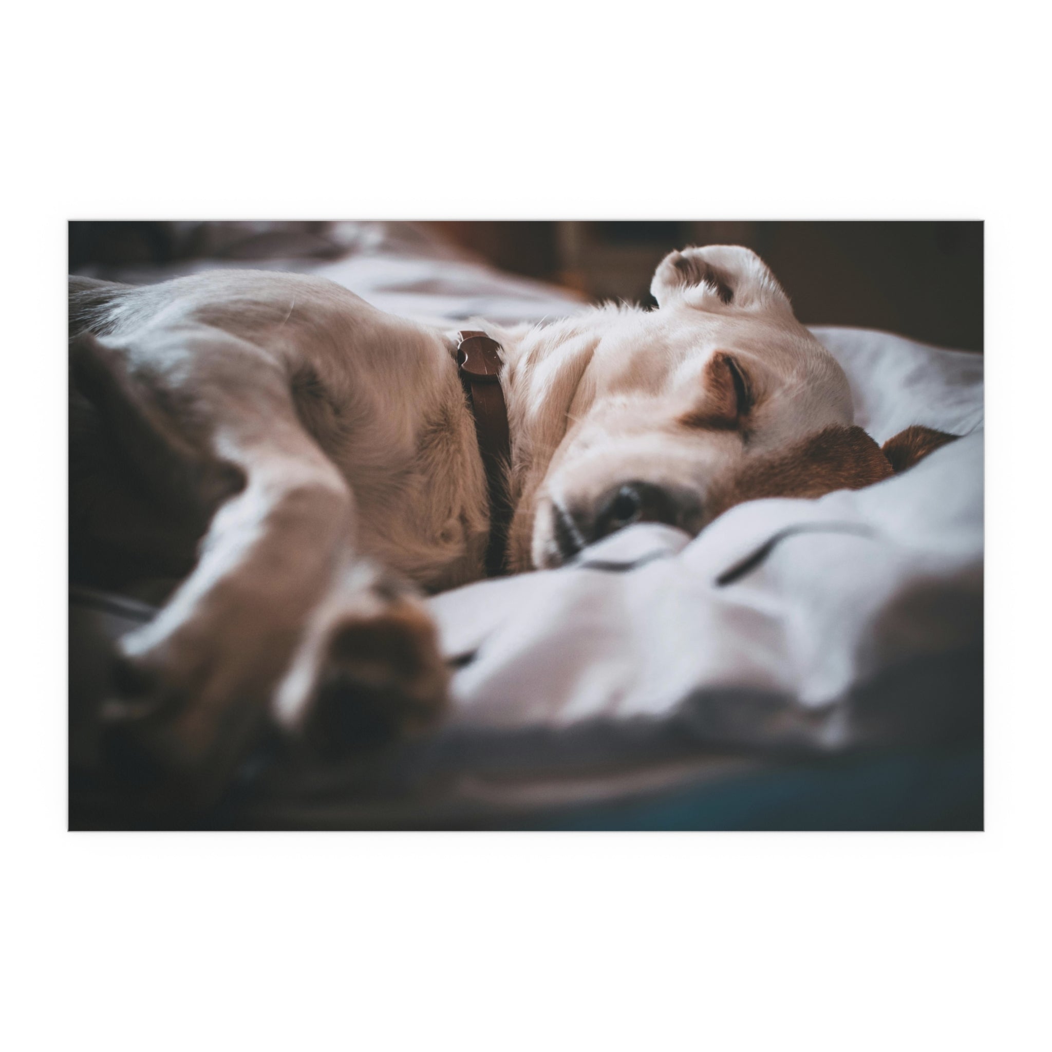 Sleeping Dog silk poster | cozy puppy photography wall art