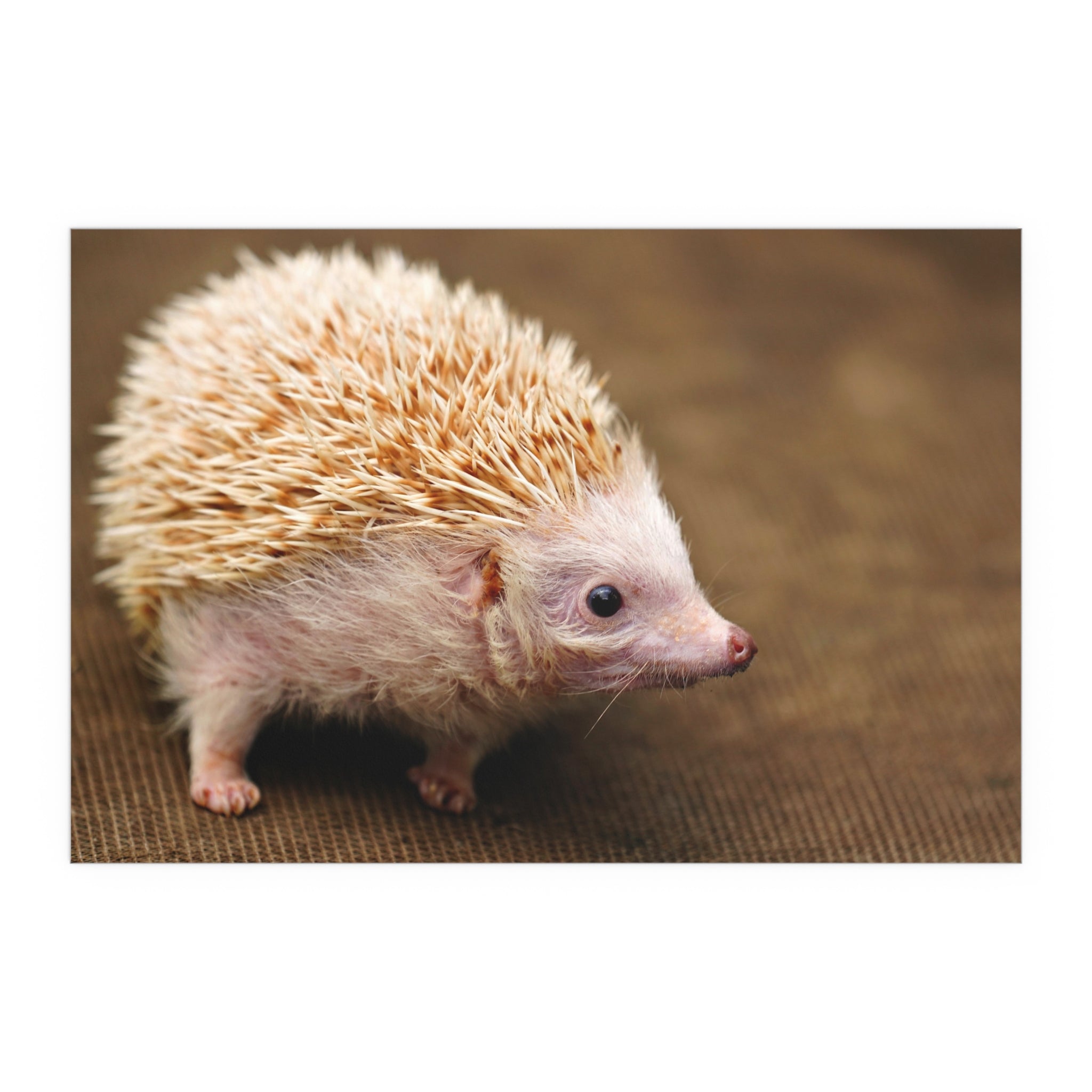 Albino Hedgehog Poster | Silk Poster