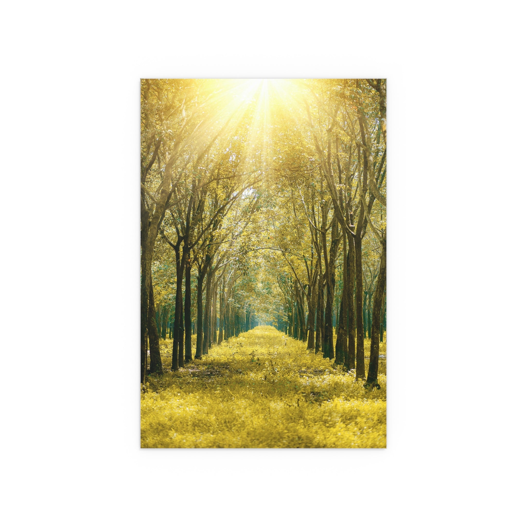 Sunlit Forest Path poster | Silk poster