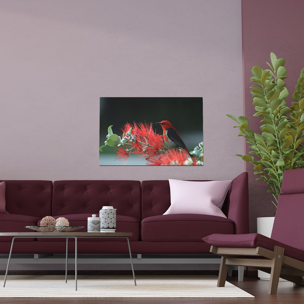 Crimson Honeycreeper on Red Bottlebrush Silk Poster | Bird Nature Wall Art