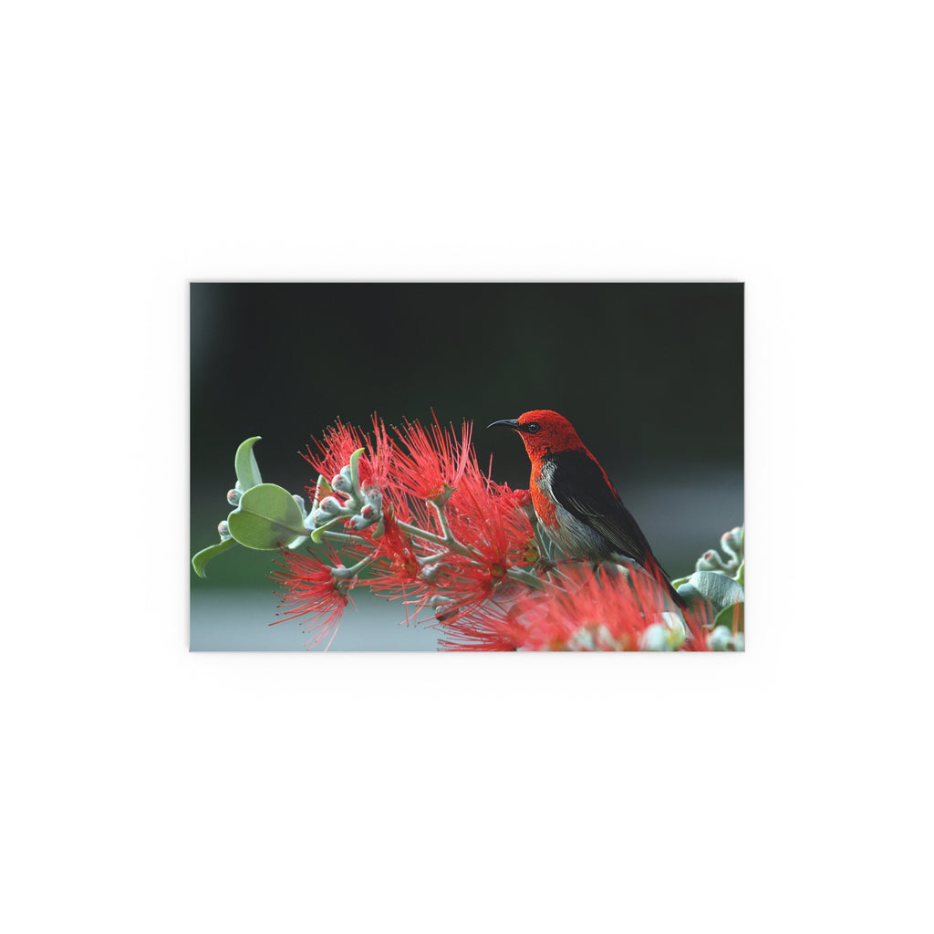 Crimson Honeycreeper on Red Bottlebrush Silk Poster | Bird Nature Wall Art