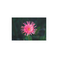 Pink Daisy Bloom Silk Poster | Floral Wall Art, Indoor Outdoor