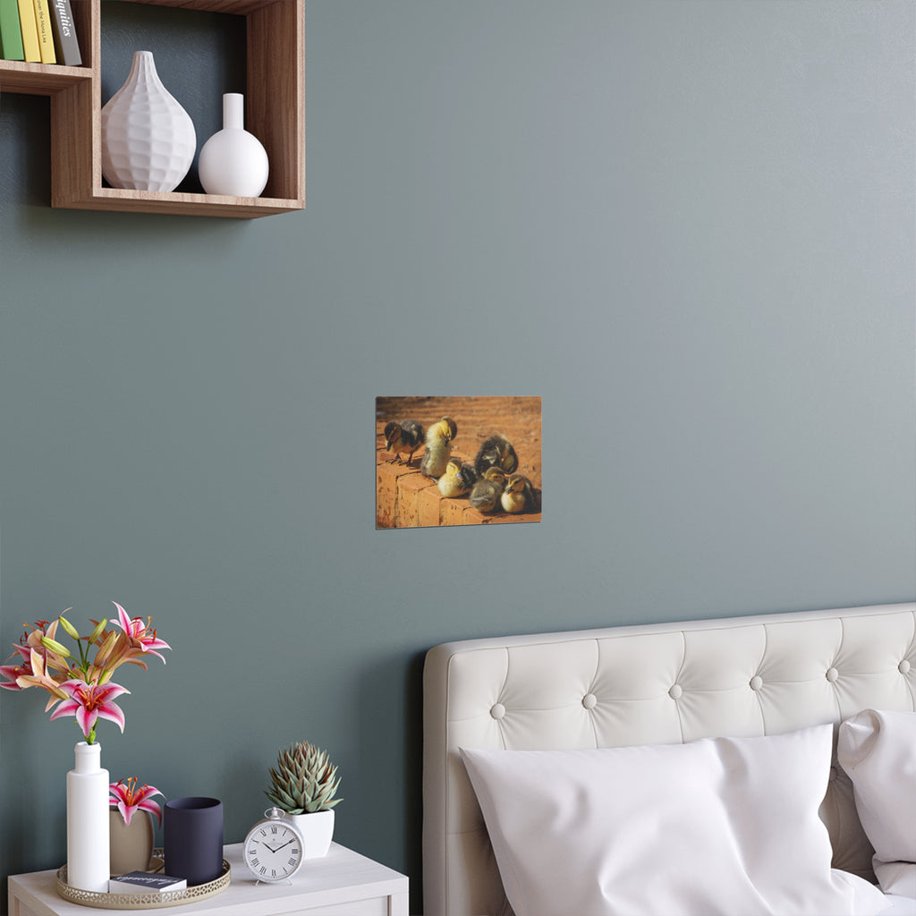 Duckling Photo Silk Poster