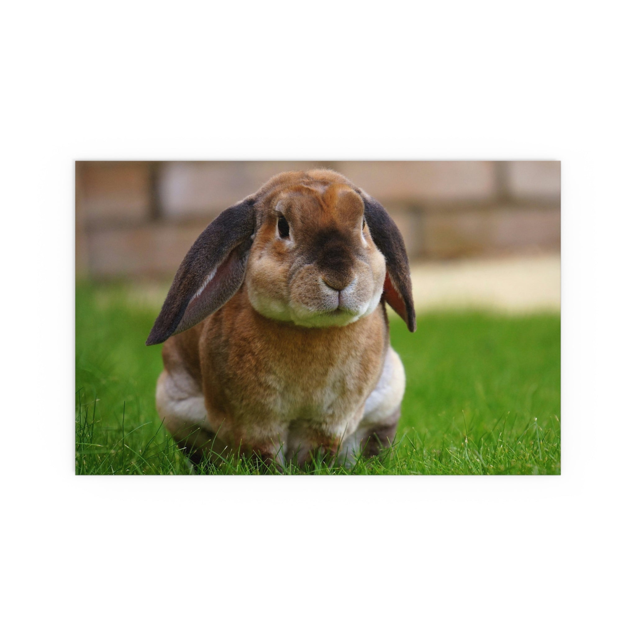 Brown Lop Rabbit Photo Silk Poster | Indoor Outdoor Bunny Wall Art