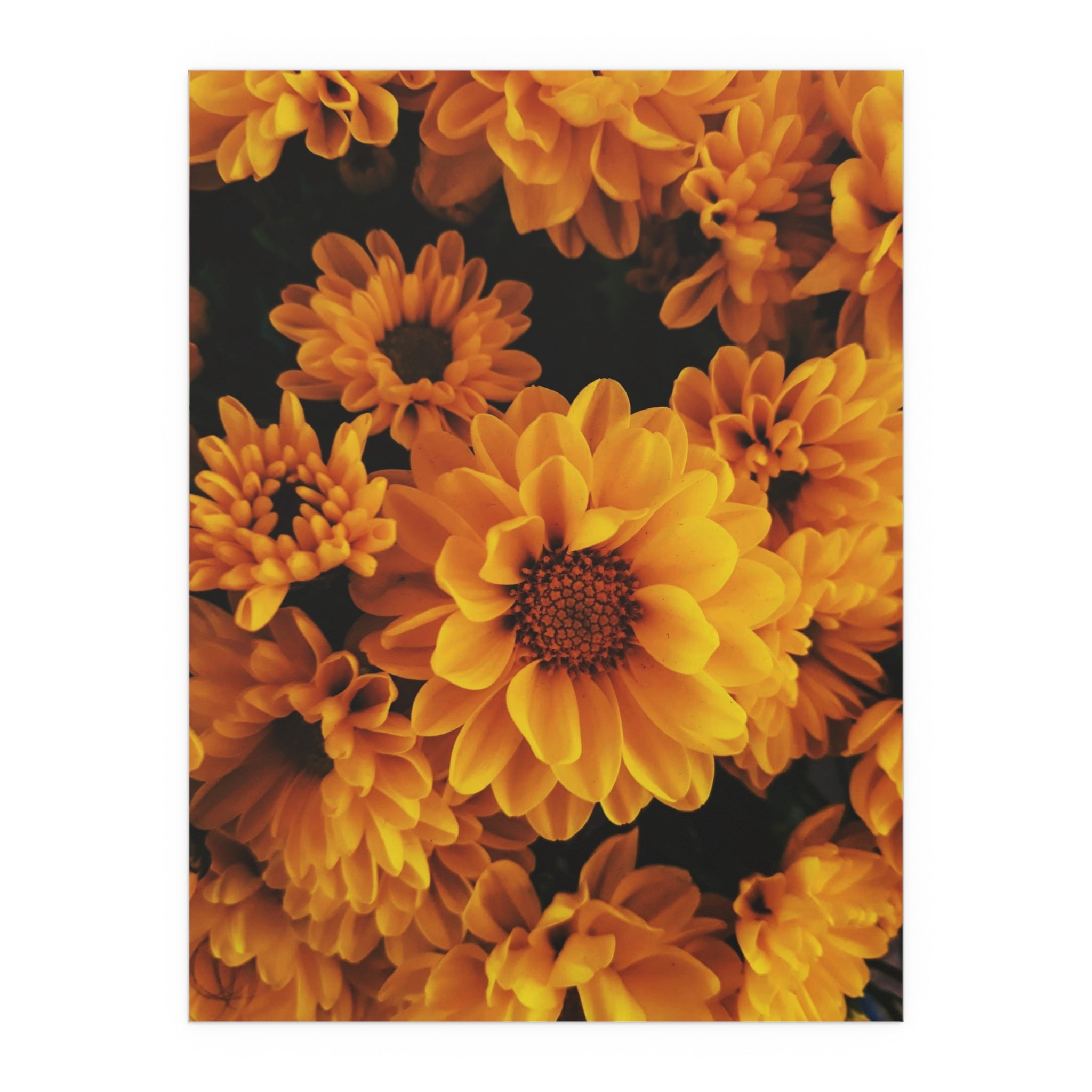 Golden Chrysanthemum Floral Print Poster | Silk Poster