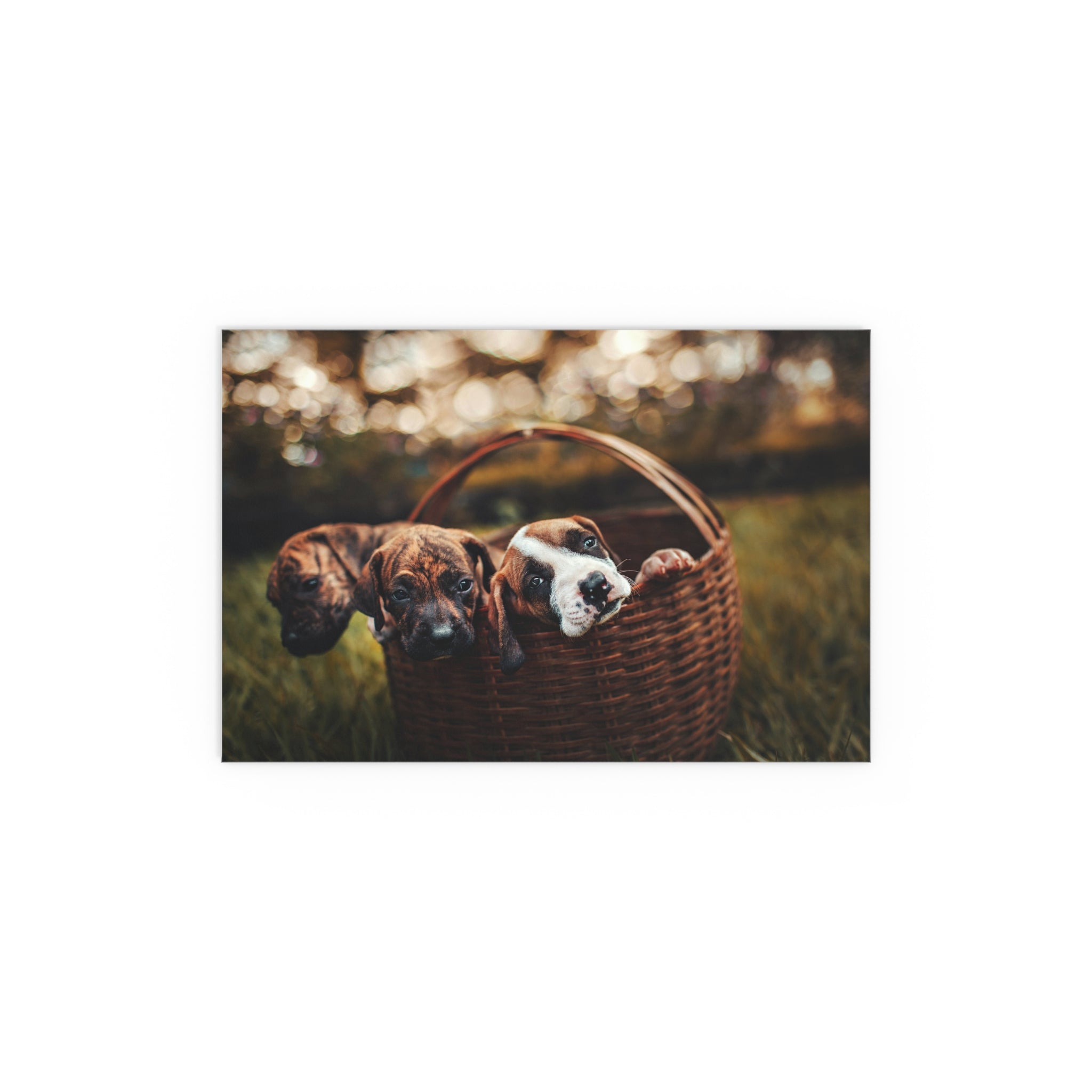 Puppy Basket Photograph Silk Poster | Indoor Outdoor Wall Art