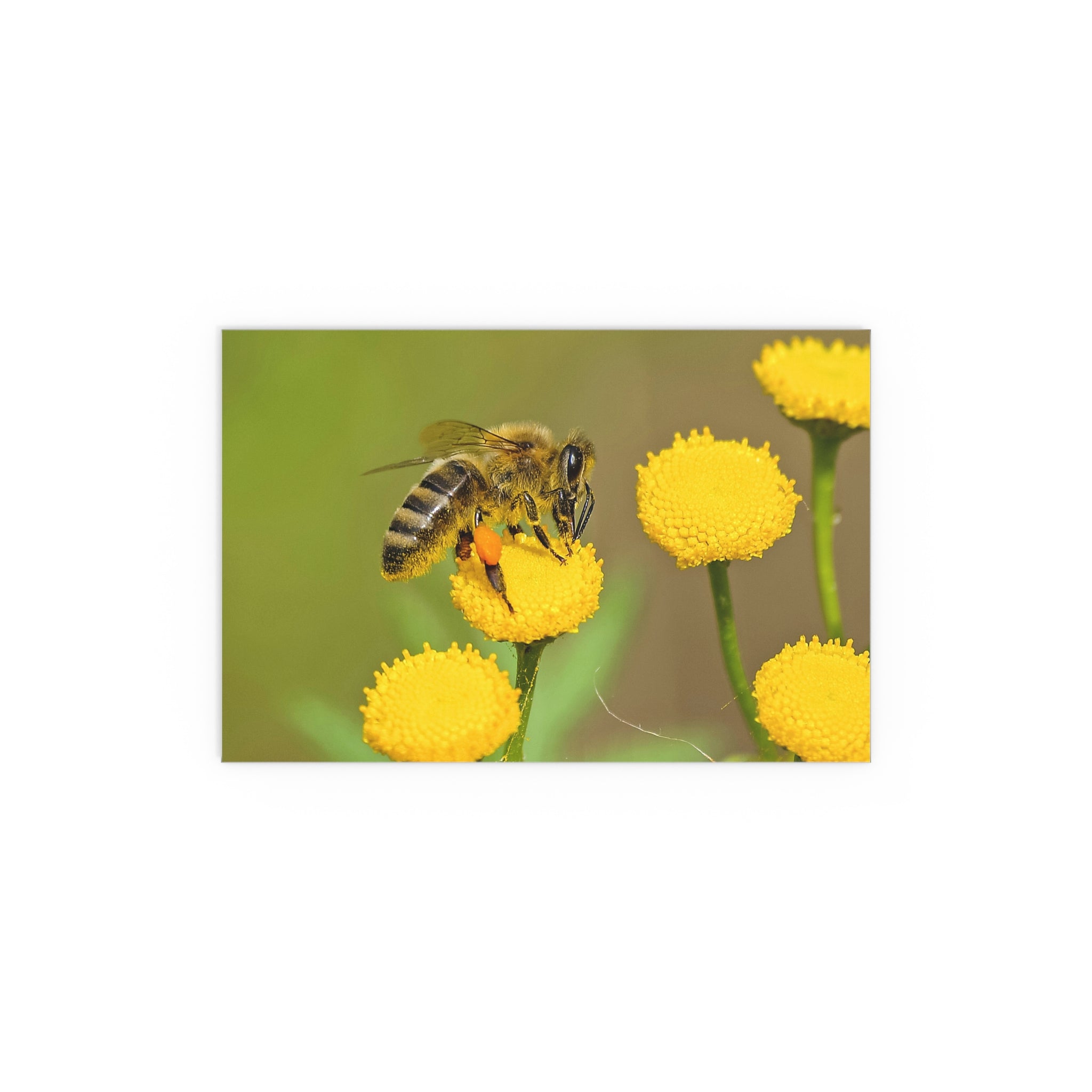 Honeybee on Yellow Flowers Silk Poster | Wall Art