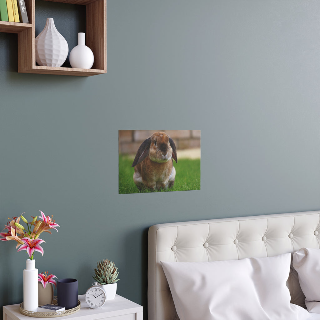 Brown Lop Rabbit Photo Silk Poster | Indoor Outdoor Bunny Wall Art