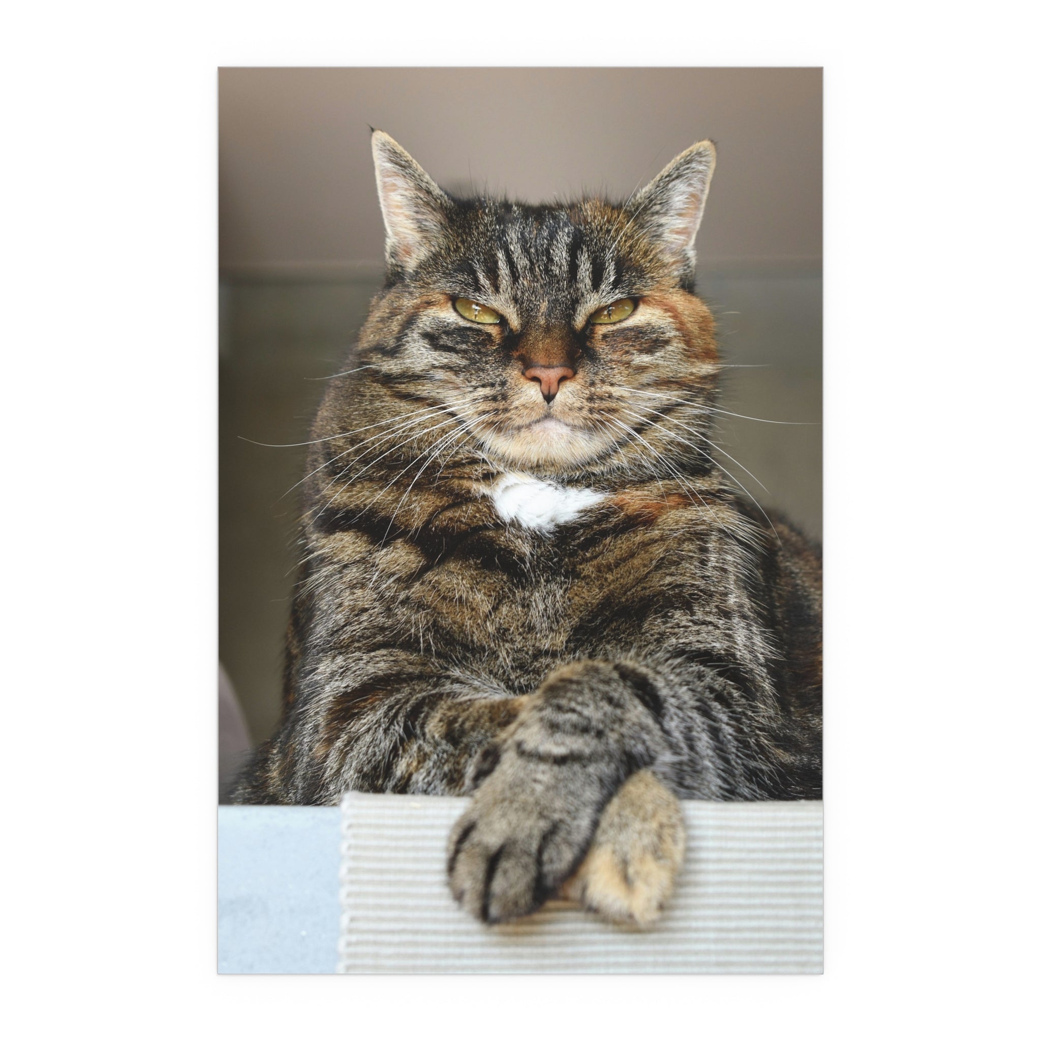 Tabby Cat Portrait poster | Indoor Outdoor Silk Poster