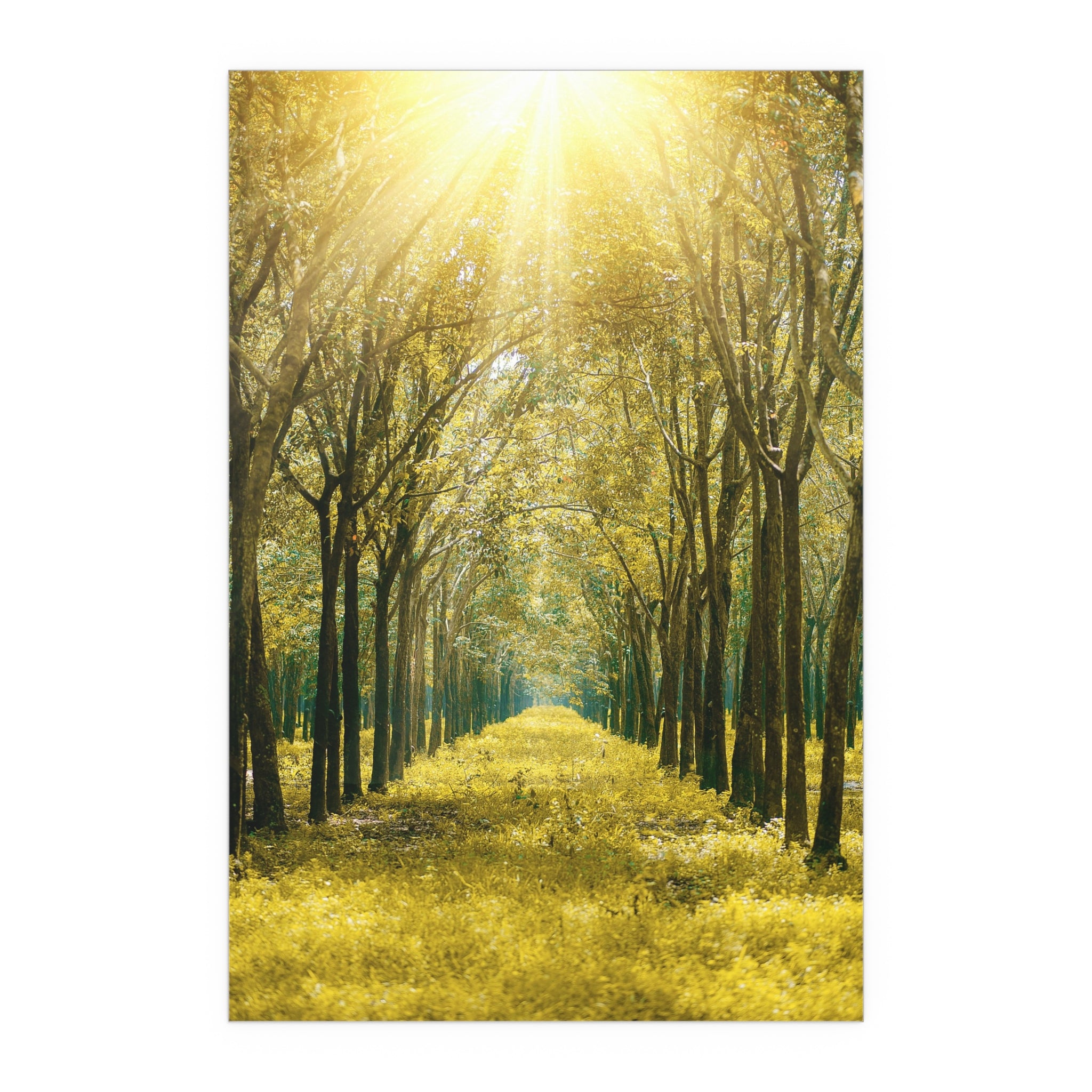 Sunlit Forest Path poster | Silk poster