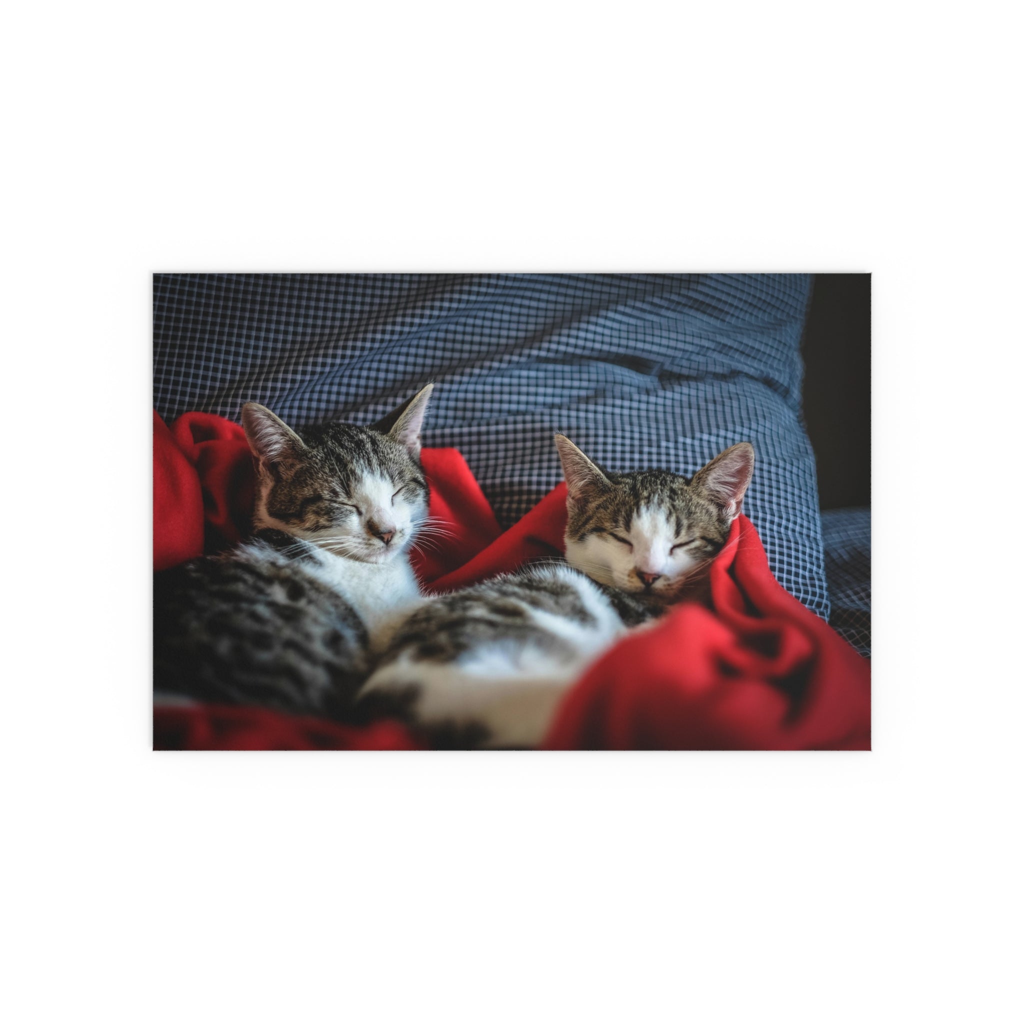 Sleeping Tabby Cats silk poster | Indoor Outdoor Cat Wall Art