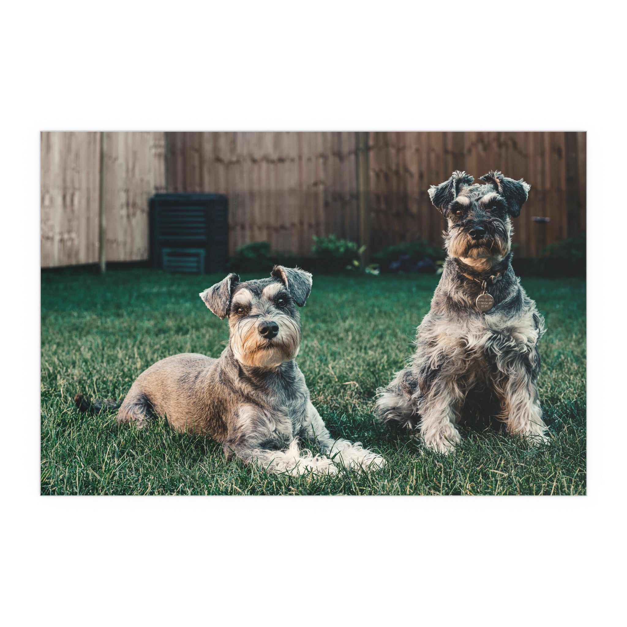 Two Schnauzer Dogs Silk Poster | Indoor Outdoor Dog Photo Wall Art