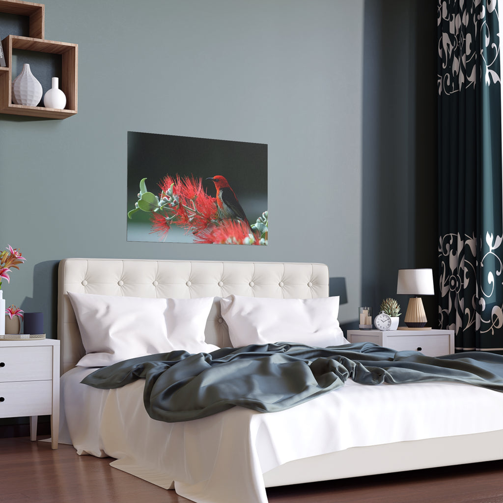 Crimson Honeycreeper on Red Bottlebrush Silk Poster | Bird Nature Wall Art