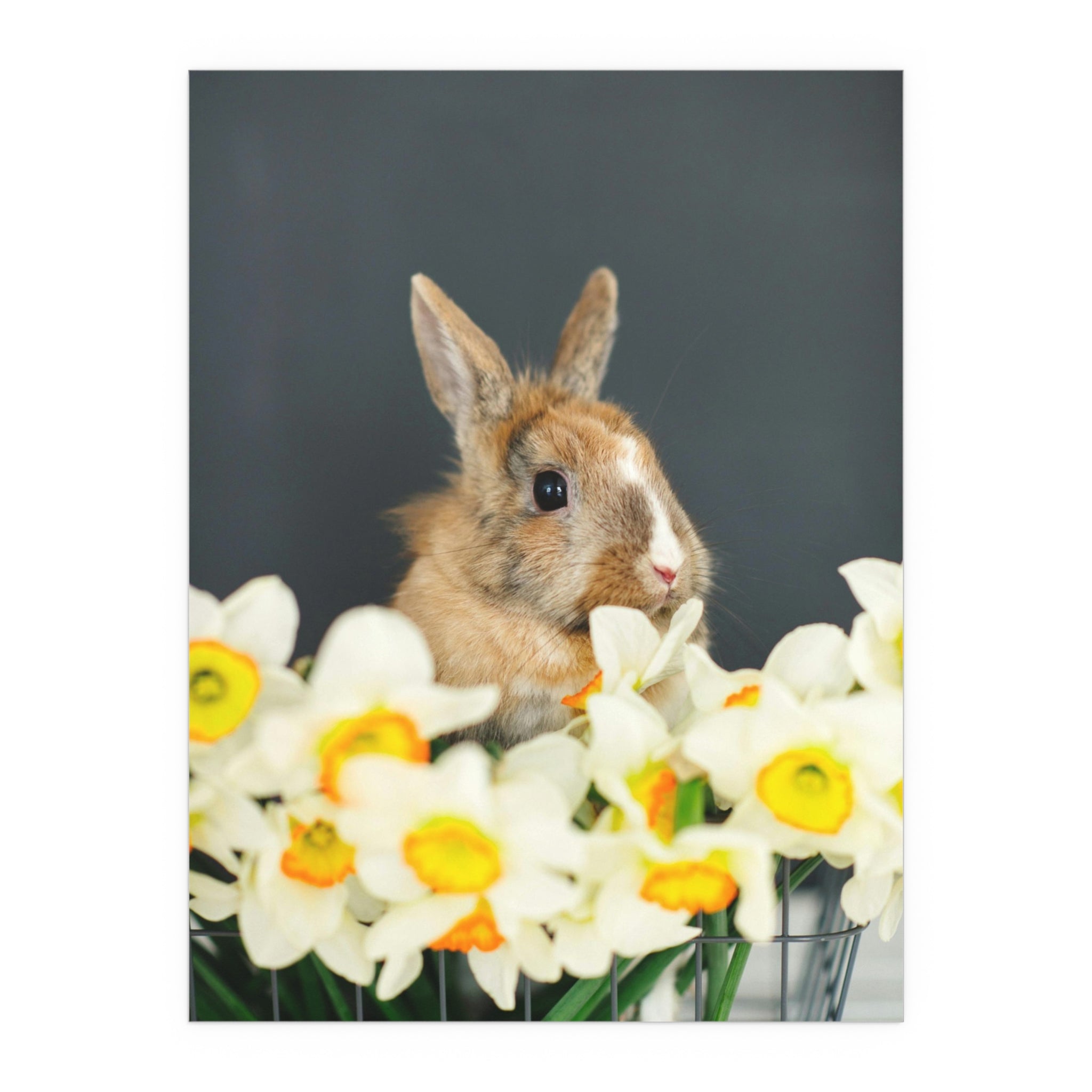 Easter Bunny in Daffodils Silk Poster