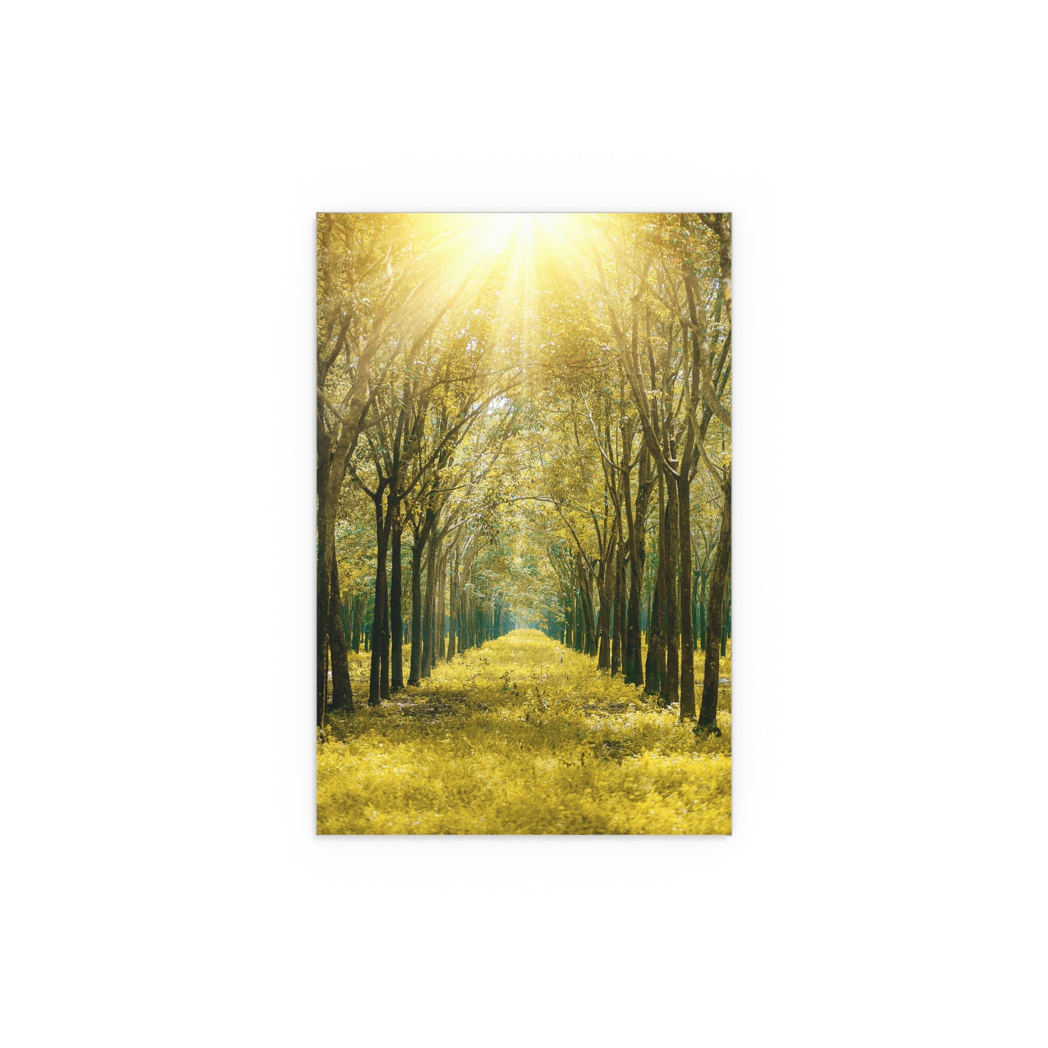 Sunlit Forest Path poster | Silk poster