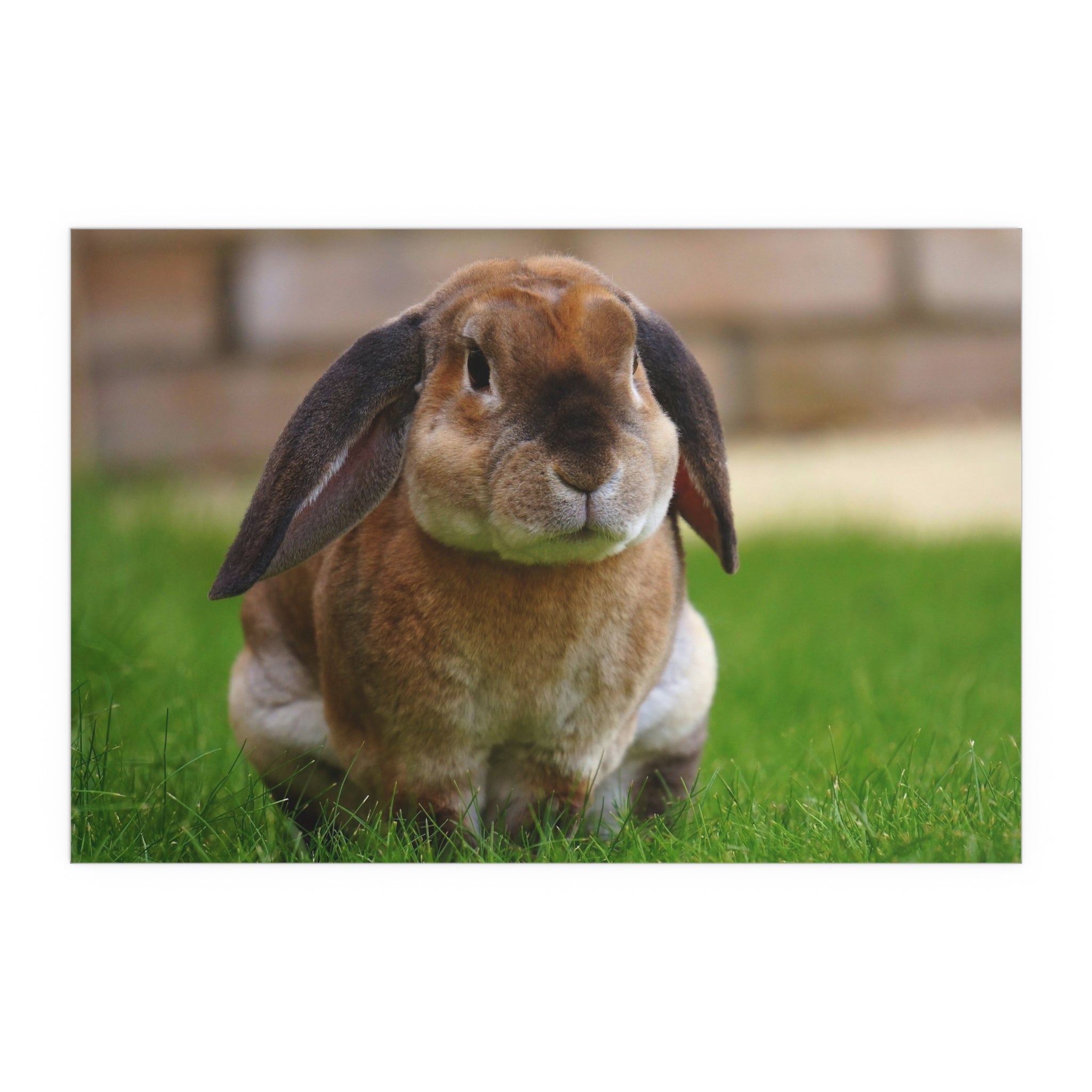 Brown Lop Rabbit Photo Silk Poster | Indoor Outdoor Bunny Wall Art