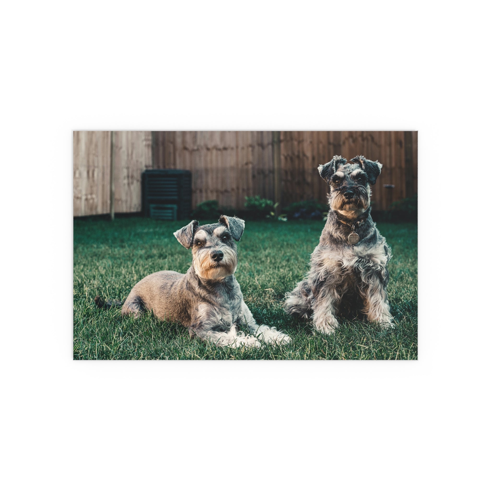 Two Schnauzer Dogs Silk Poster | Indoor Outdoor Dog Photo Wall Art