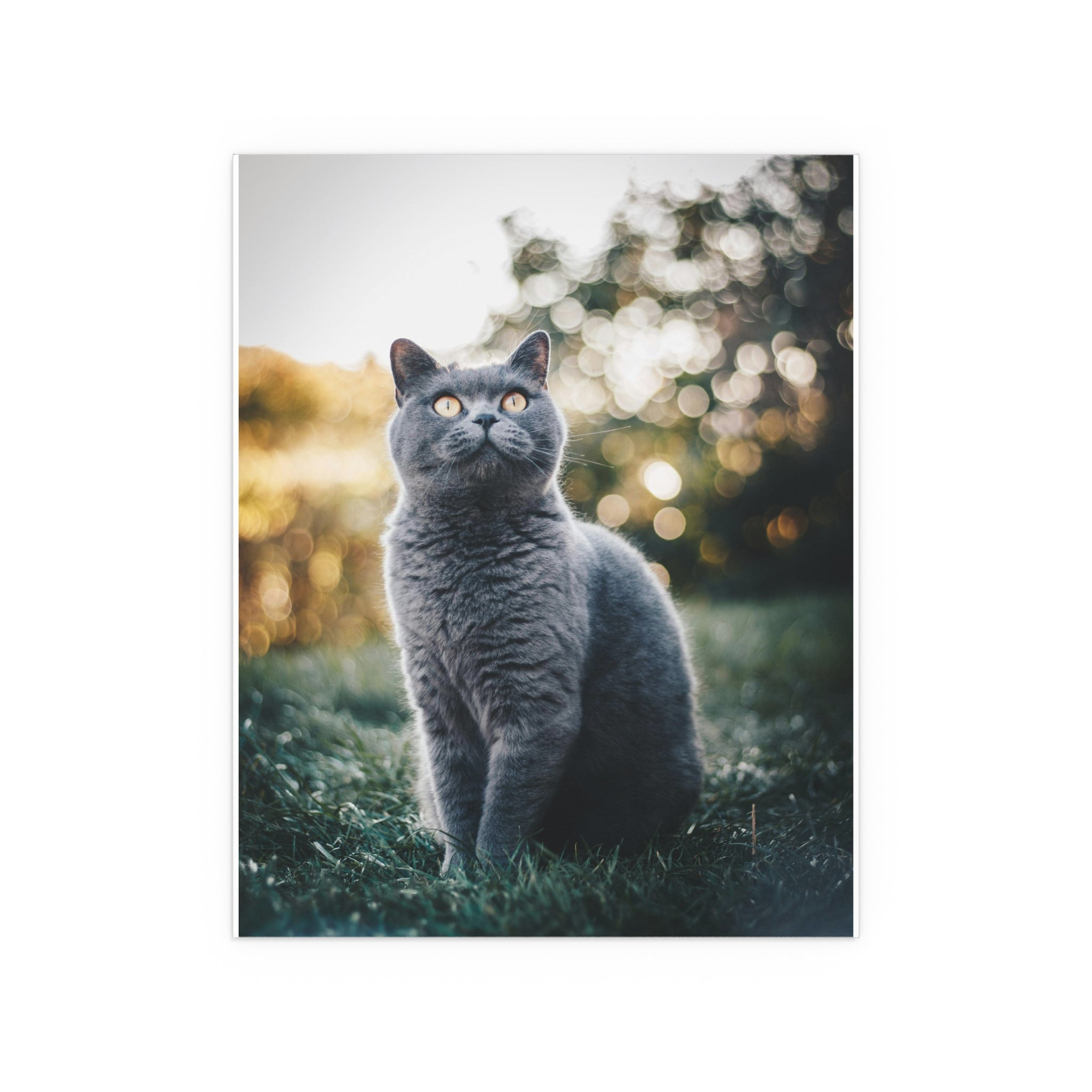 Gray British Shorthair Cat Poster Indoor Outdoor Silk Poster | Cat Photography Wall Art