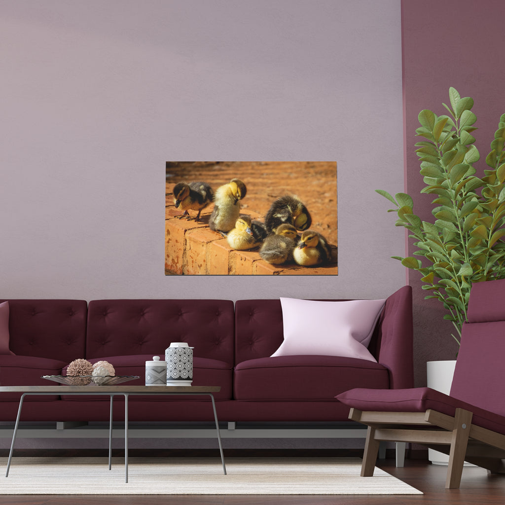 Duckling Photo Silk Poster