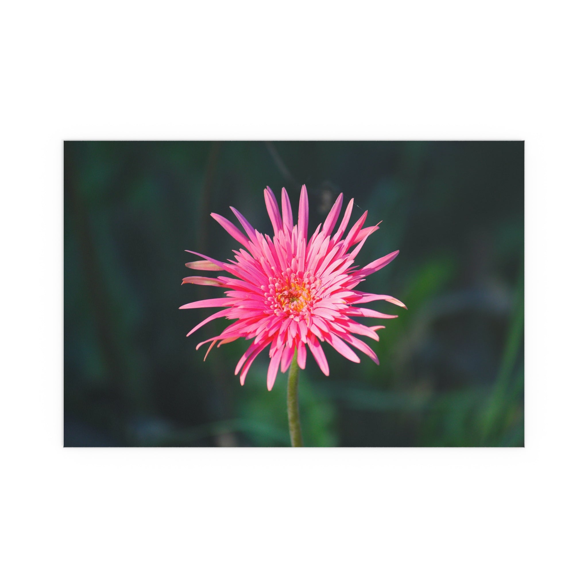 Pink Daisy Bloom Silk Poster | Floral Wall Art, Indoor Outdoor