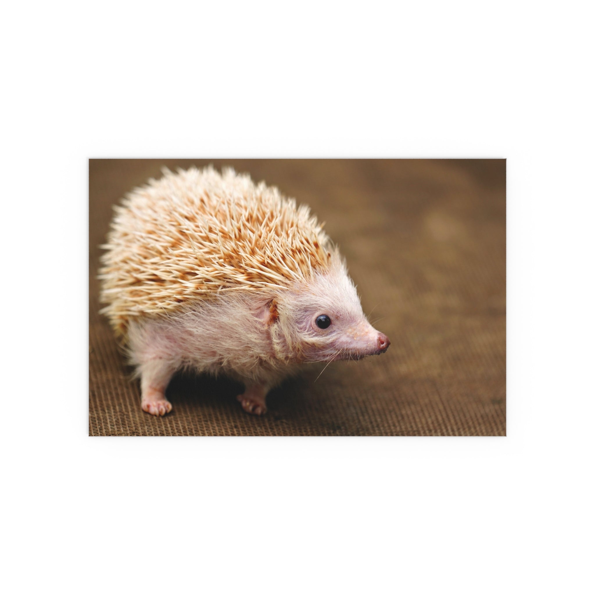 Albino Hedgehog Poster | Silk Poster
