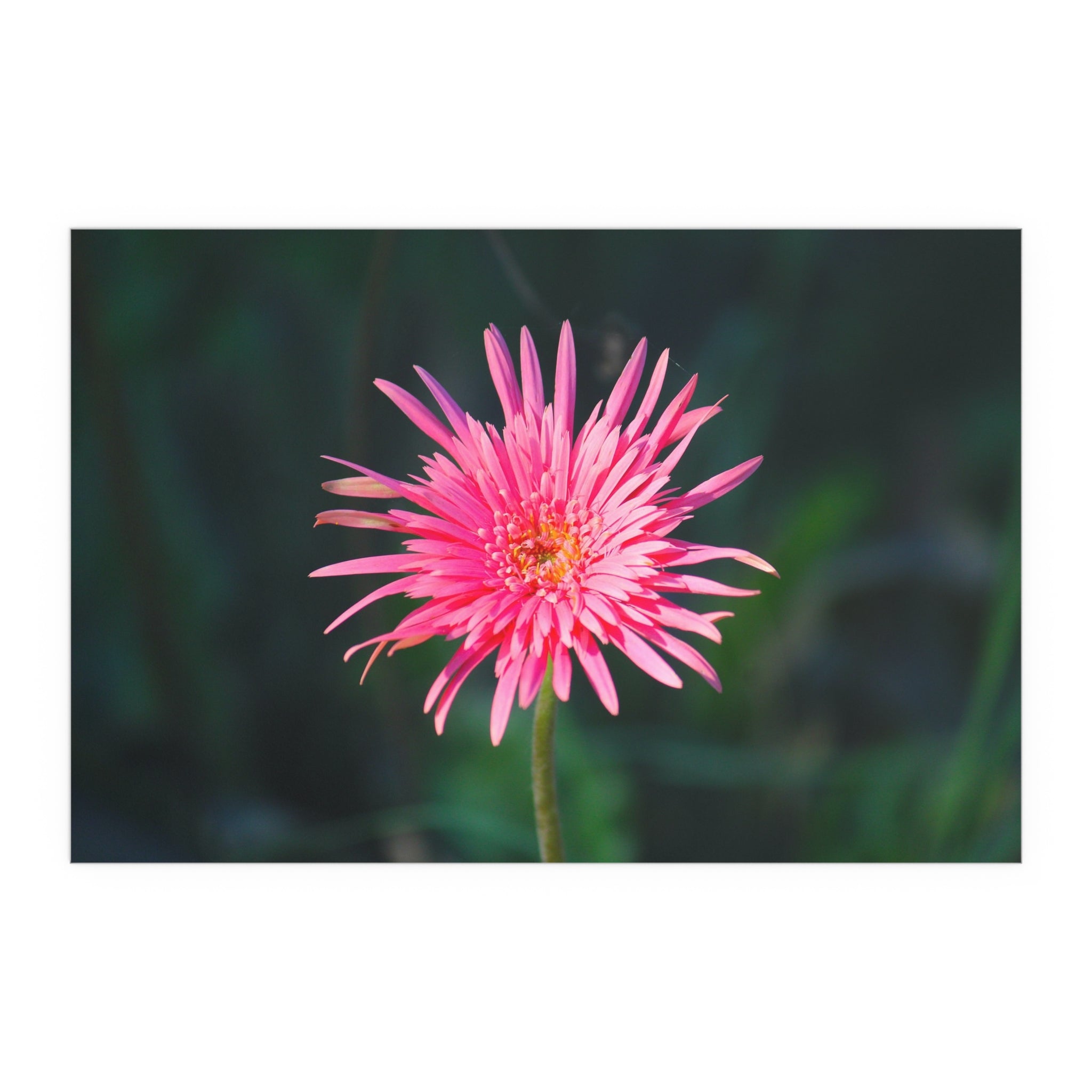 Pink Daisy Bloom Silk Poster | Floral Wall Art, Indoor Outdoor