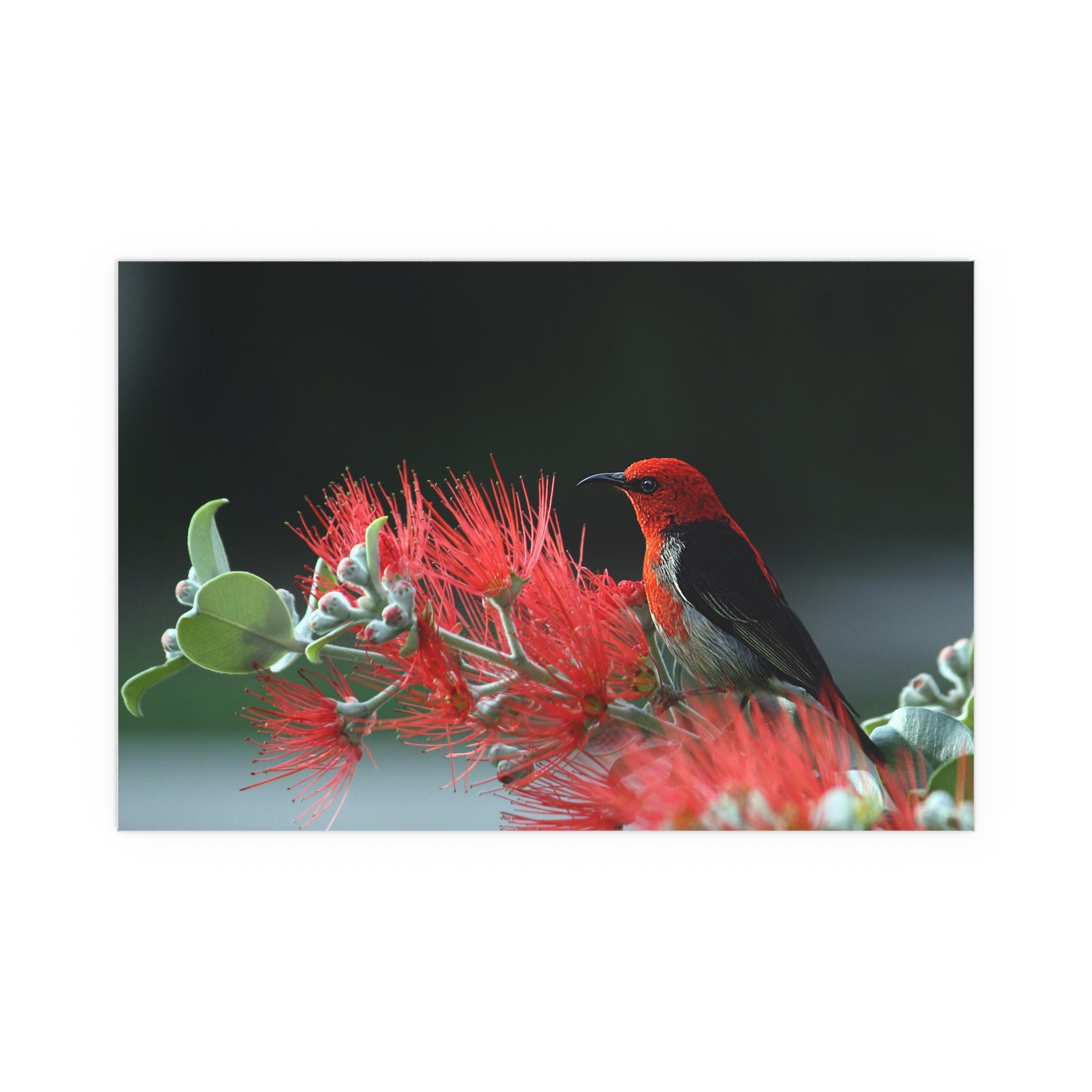 Crimson Honeycreeper on Red Bottlebrush Silk Poster | Bird Nature Wall Art