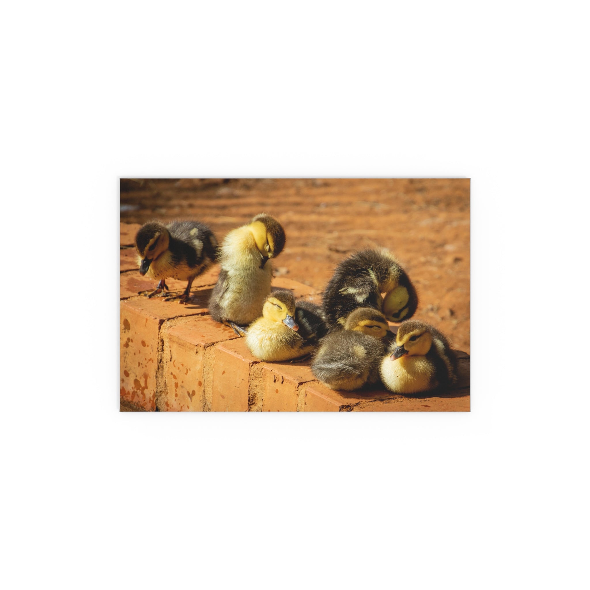 Duckling Photo Silk Poster