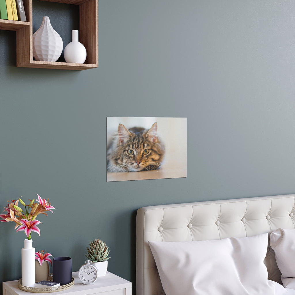 Tabby Cat Face Silk Poster | Indoor Outdoor Cat Wall Art