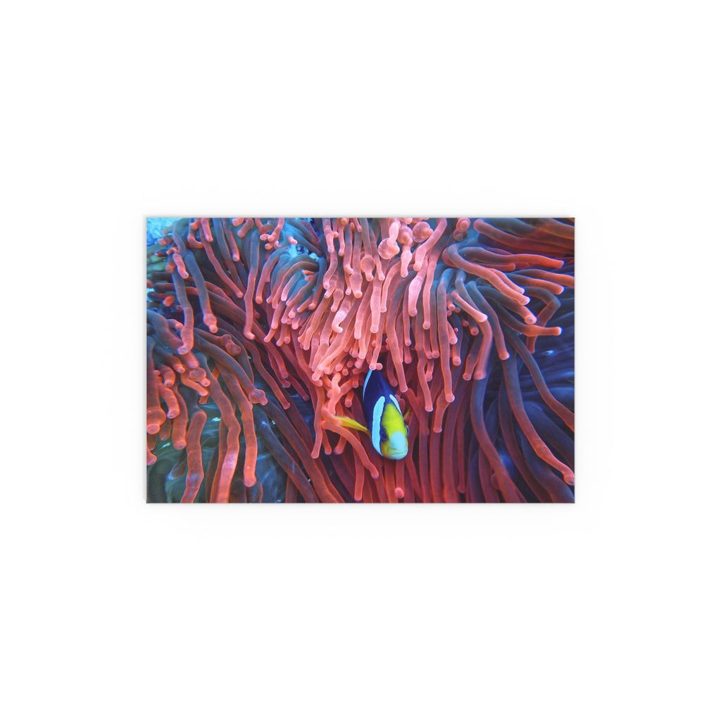 Clownfish in Sea Anemone Silk Poster | Indoor Outdoor Wall Art