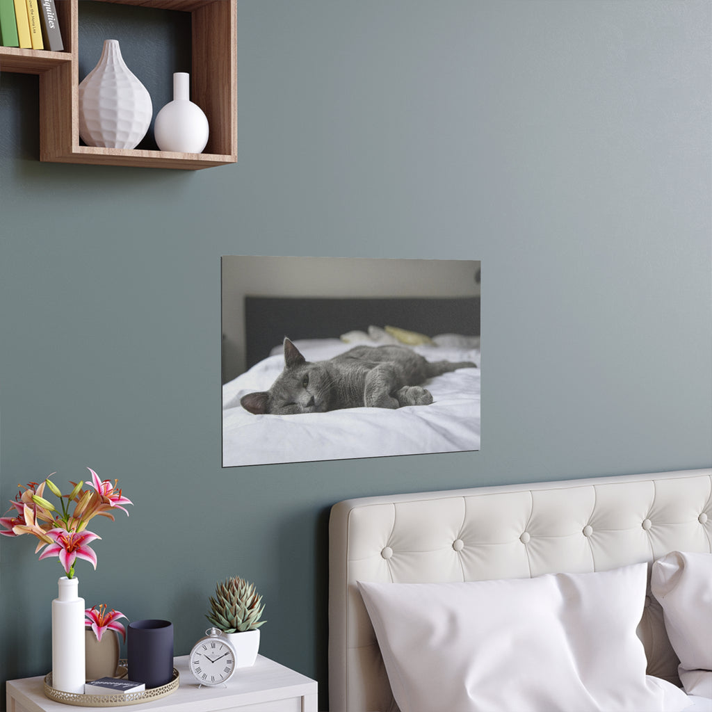 Sleeping Gray Cat Silk Poster | Indoor Outdoor Cat Photo Wall Art