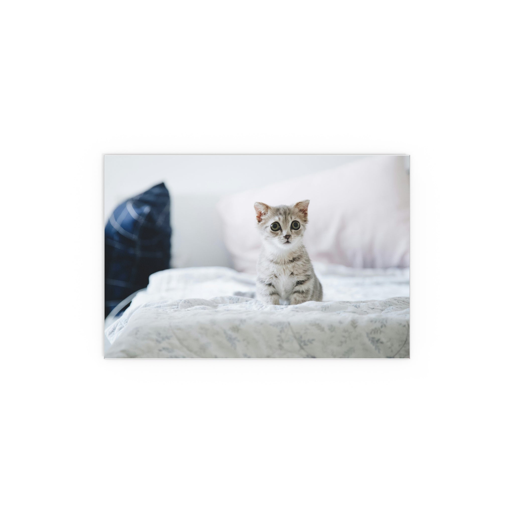 Cute Kitten on Bed Silk Poster | Indoor Outdoor Wall Art