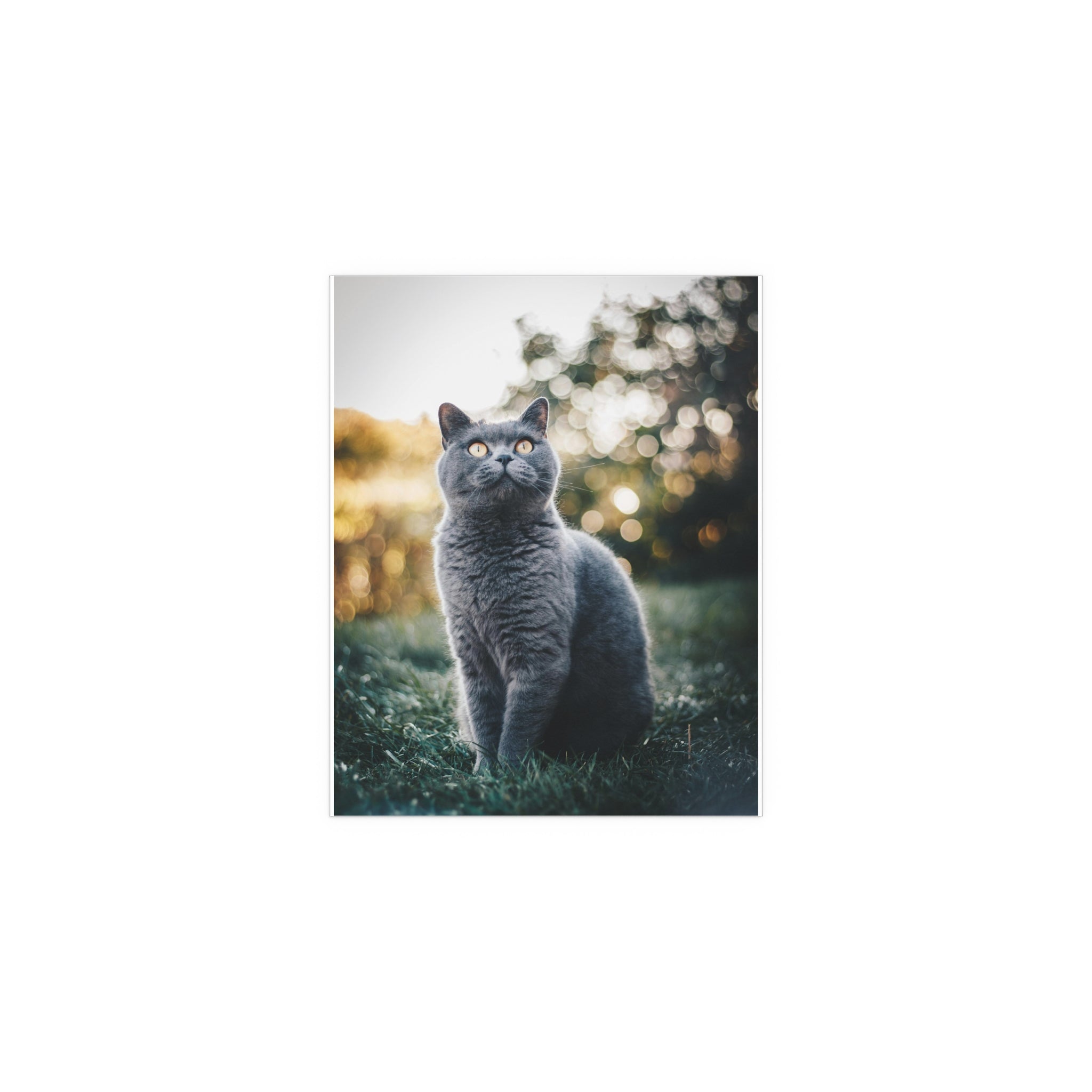 Gray British Shorthair Cat Poster Indoor Outdoor Silk Poster | Cat Photography Wall Art