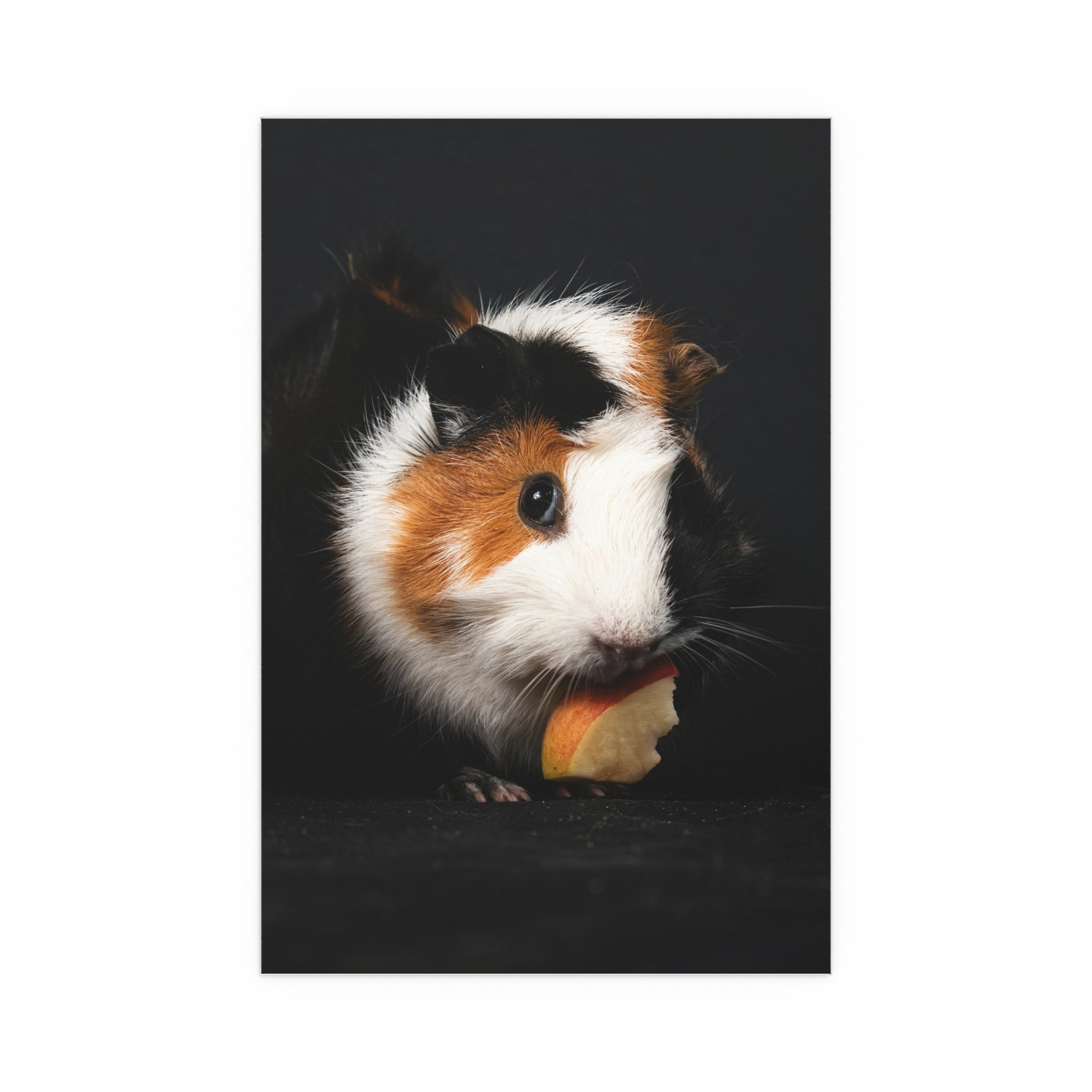 Guinea Pig Portrait Poster