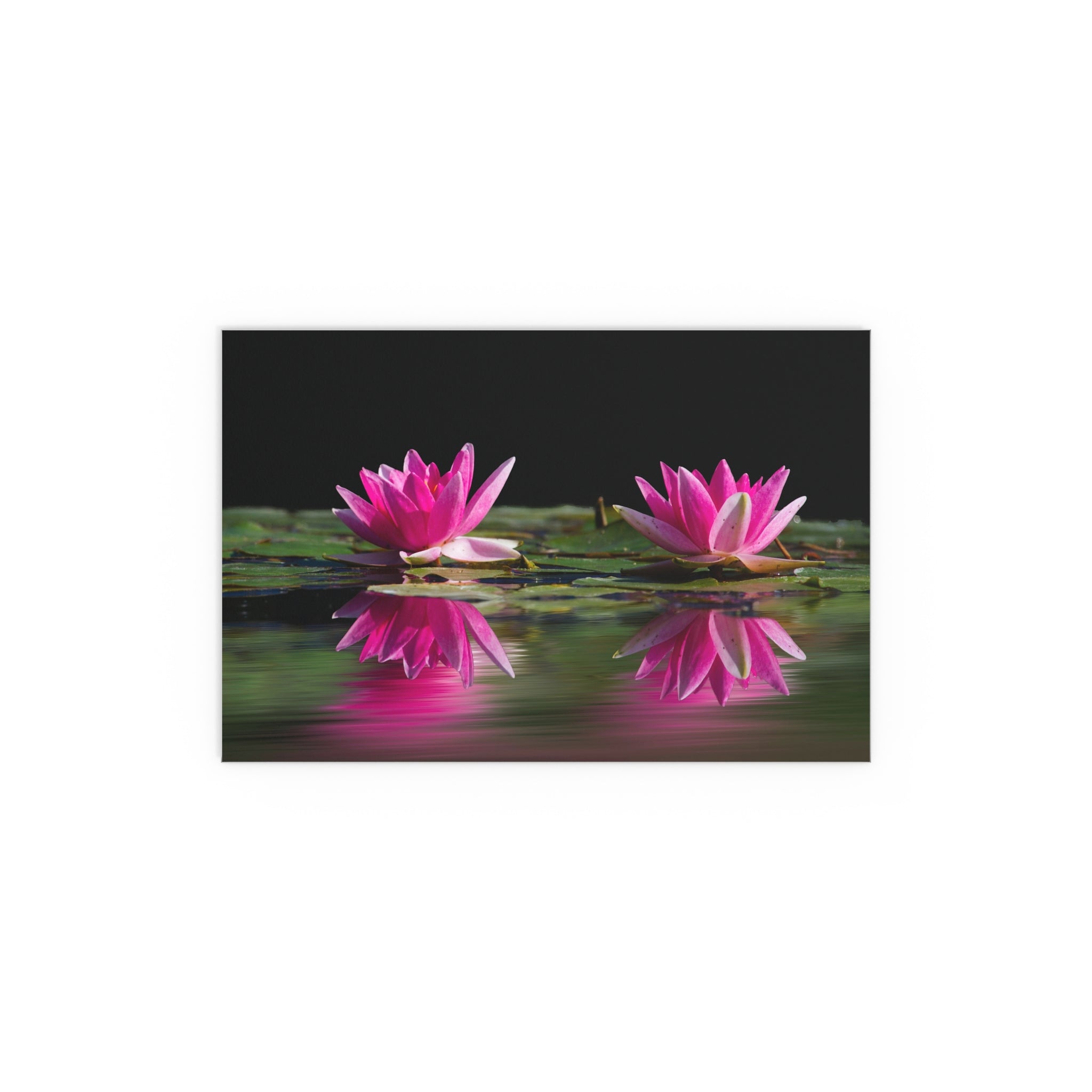 Pink Water Lily Silk Poster | Floral Wall Art, Pond Reflection