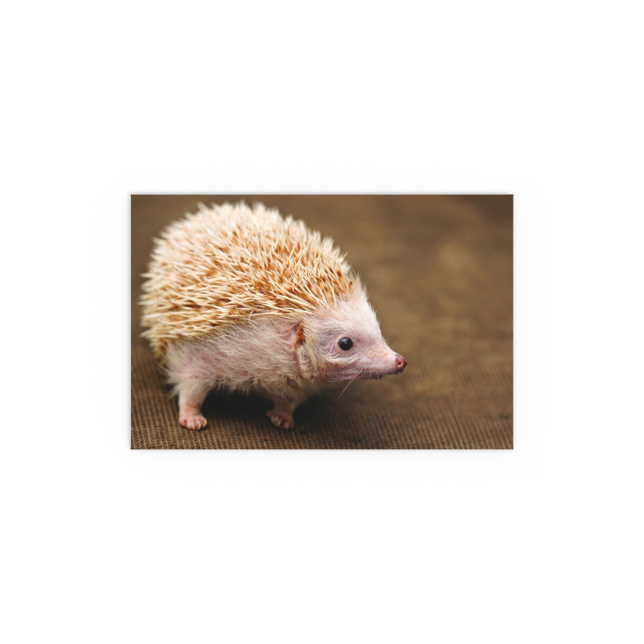 Albino Hedgehog Poster | Silk Poster