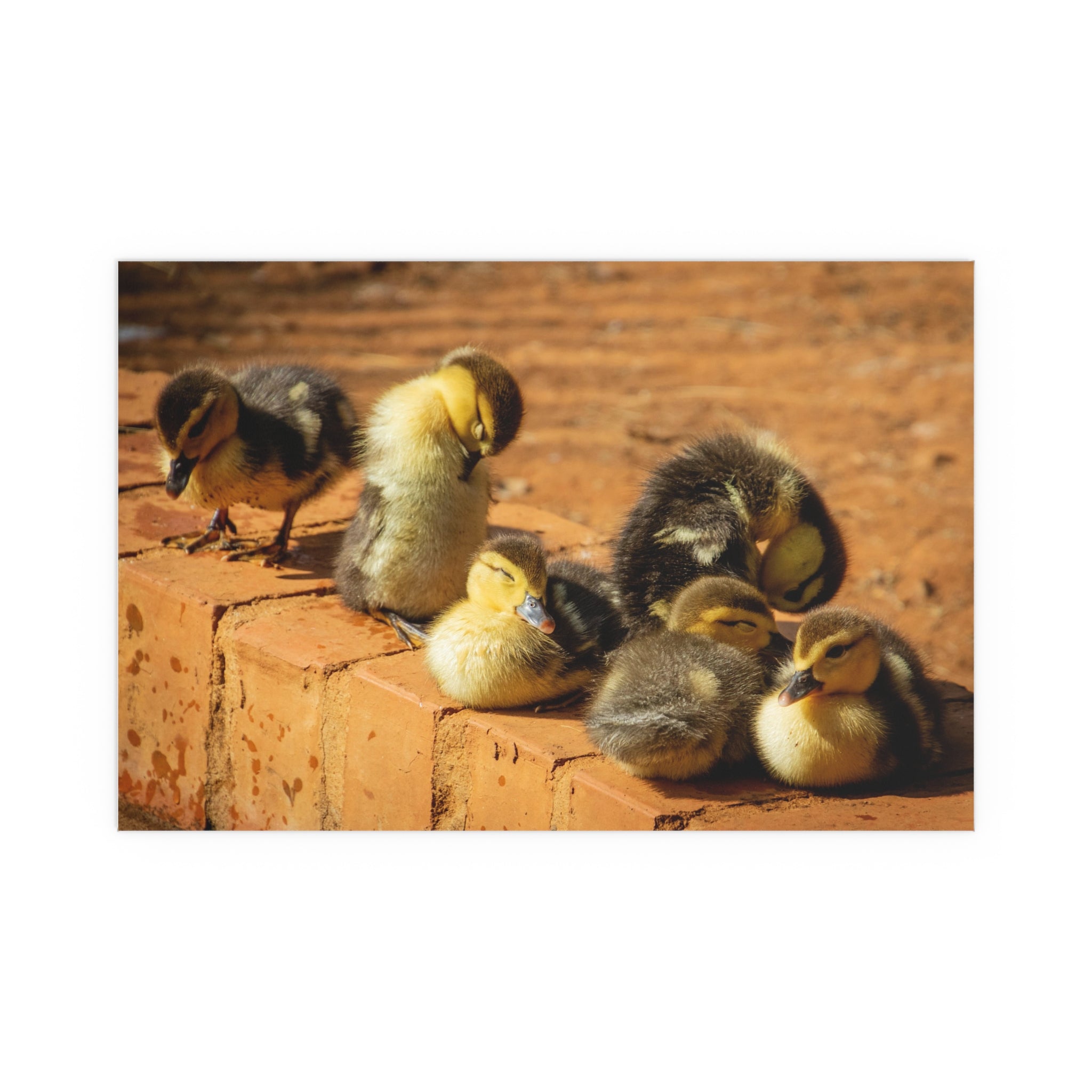 Duckling Photo Silk Poster