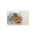 Tabby Cat Face Silk Poster | Indoor Outdoor Cat Wall Art