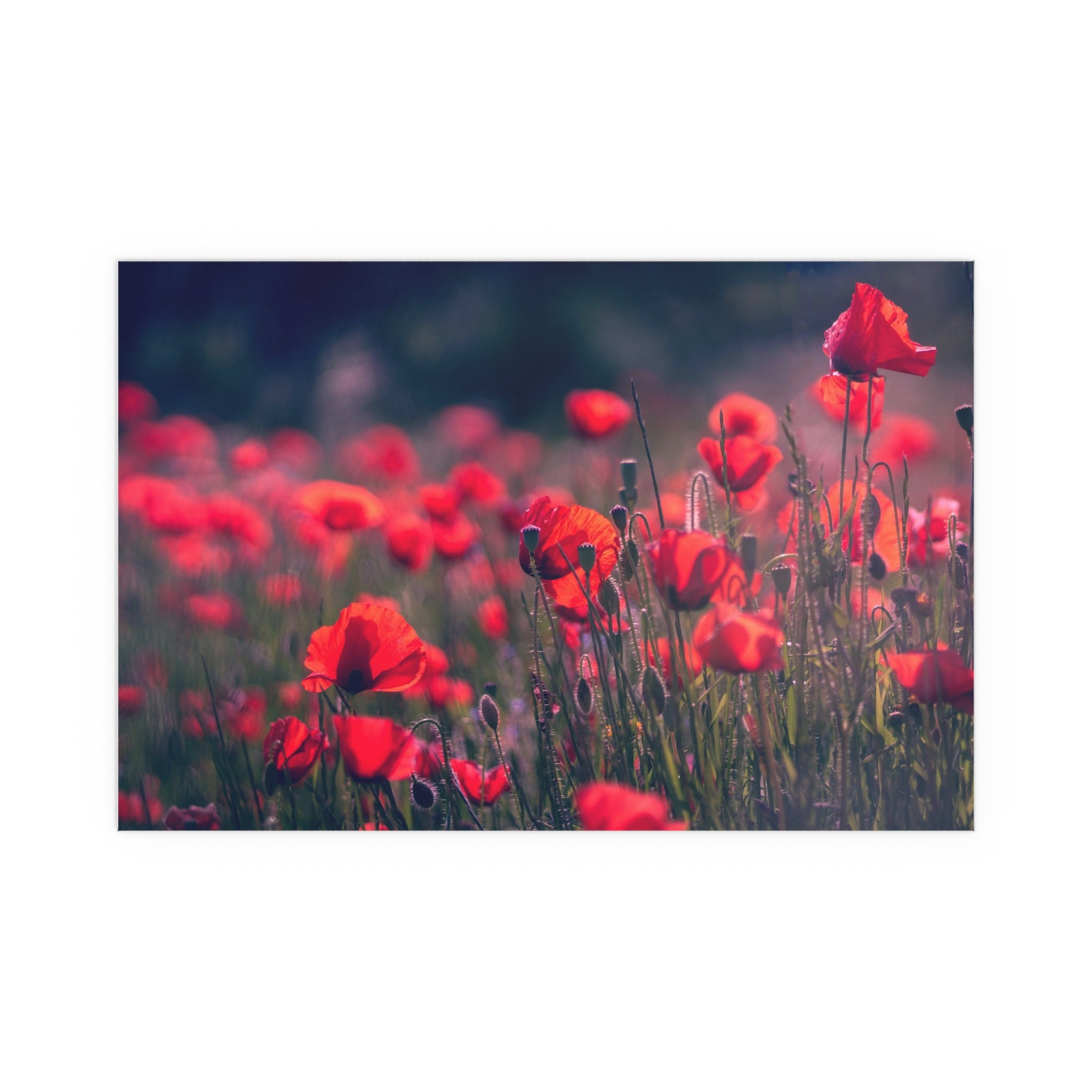 Red Poppy Field Silk Poster | Indoor Outdoor Wall Art