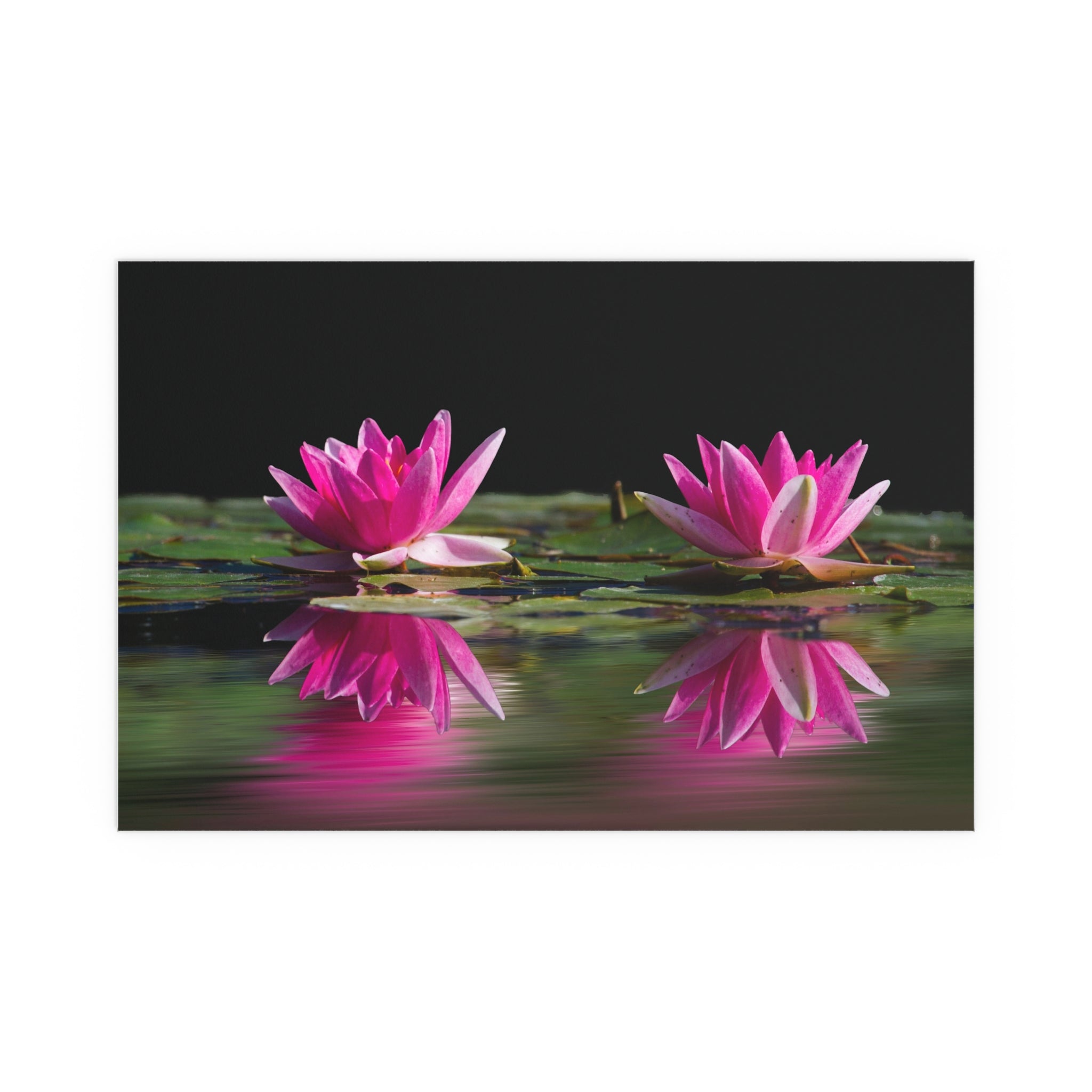 Pink Water Lily Silk Poster | Floral Wall Art, Pond Reflection