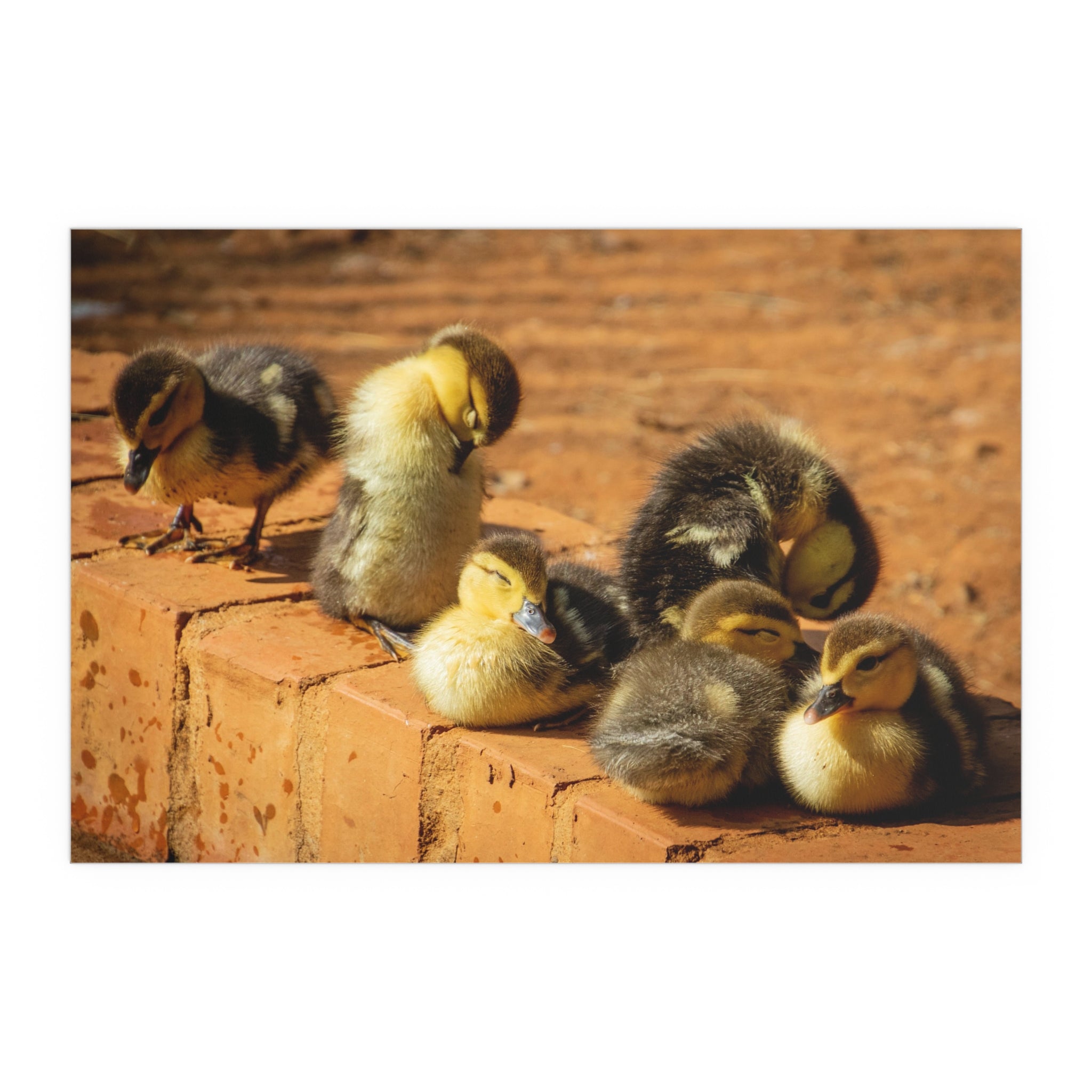 Duckling Photo Silk Poster