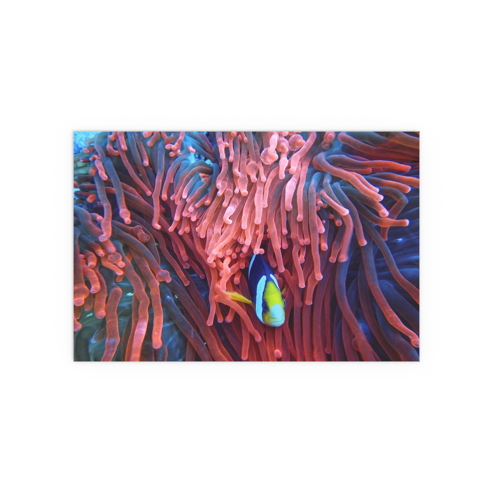 Clownfish in Sea Anemone Silk Poster | Indoor Outdoor Wall Art