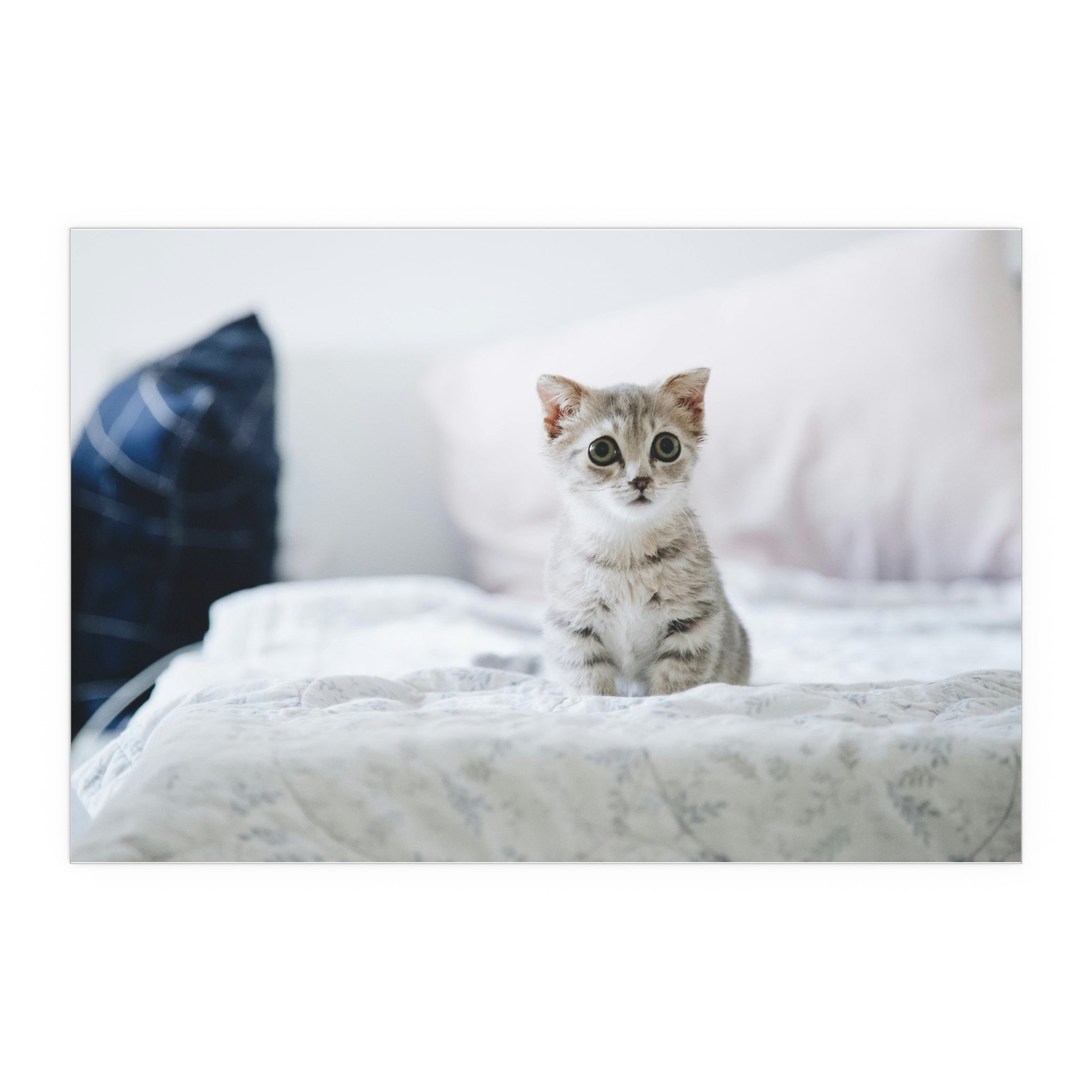 Cute Kitten on Bed Silk Poster | Indoor Outdoor Wall Art