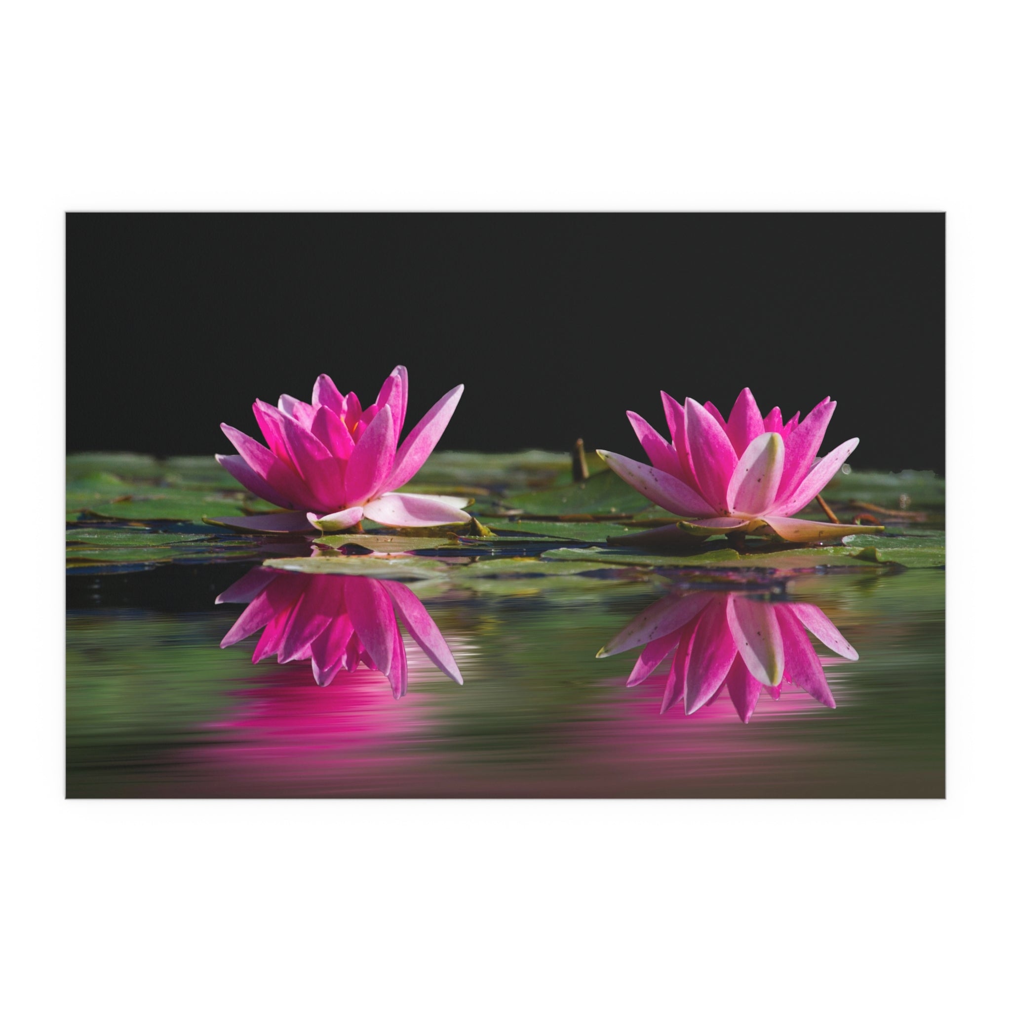 Pink Water Lily Silk Poster | Floral Wall Art, Pond Reflection