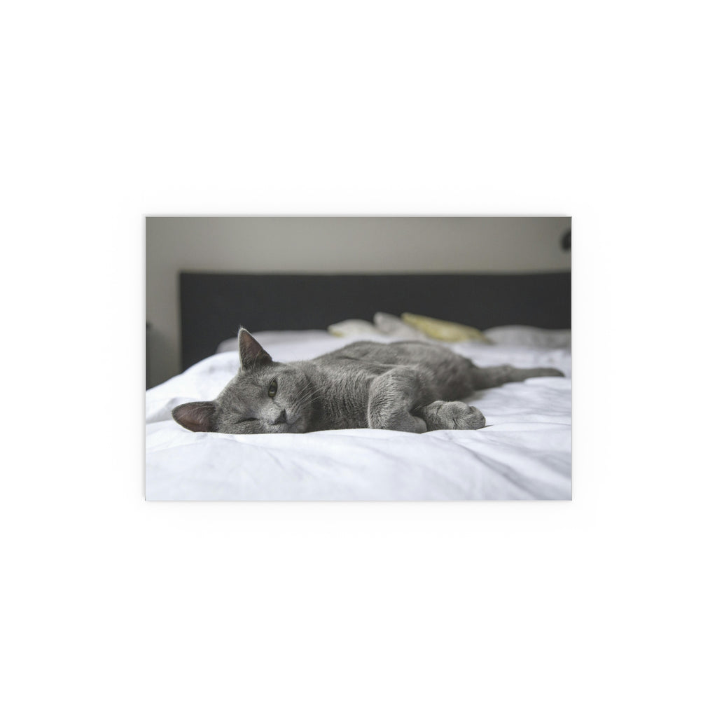 Sleeping Gray Cat Silk Poster | Indoor Outdoor Cat Photo Wall Art