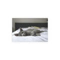 Sleeping Gray Cat Silk Poster | Indoor Outdoor Cat Photo Wall Art